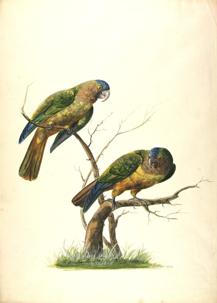 FDA-D.383-2010 image FDA-D.383-2010