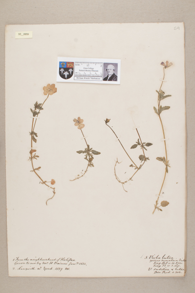 NHM_HH_10.59-2010 image NHM_HH_10.59-2010