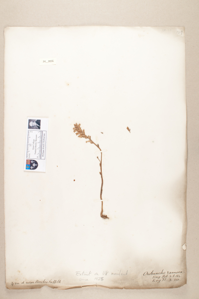 NHM_HH_24.35-2010 image NHM_HH_24.35-2010