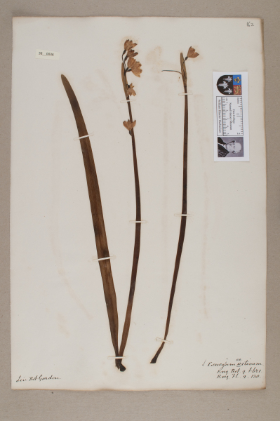 NHM_HH_38.36-2010 image NHM_HH_38.36-2010