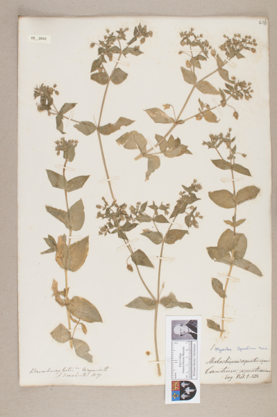 NHM_HH_9.43-2010 image NHM_HH_9.43-2010