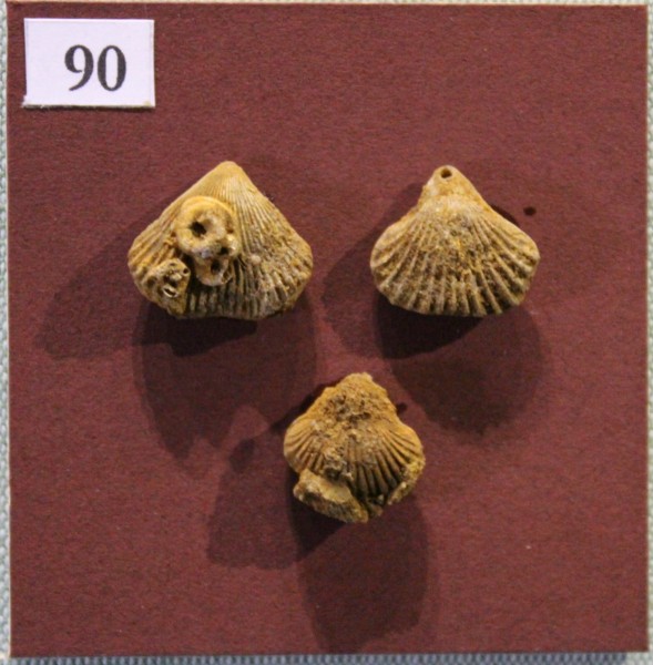 NHM.551-2017 image NHM.551-2017