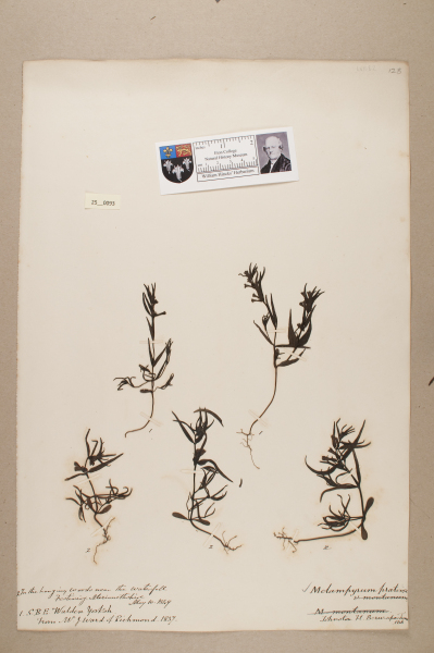 NHM_HH_25.93-2010 image NHM_HH_25.93-2010