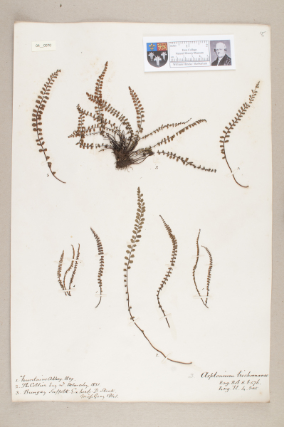 NHM_HH_4.70-2010 image NHM_HH_4.70-2010