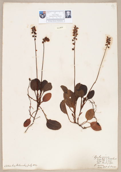 NHM_HH_12.32-2010 image NHM_HH_12.32-2010