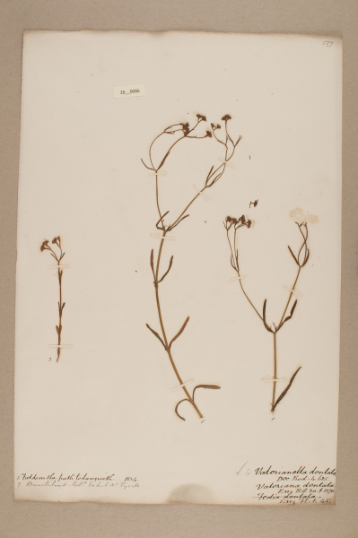 NHM_HH_26.86-2010 image NHM_HH_26.86-2010