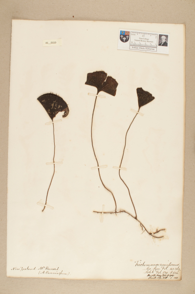 NHM_HH_41.110-2010 image NHM_HH_41.110-2010