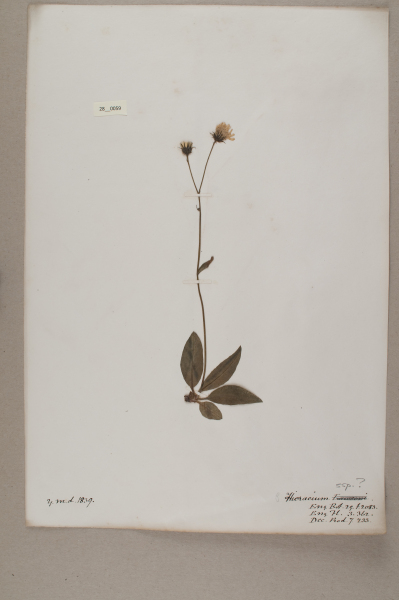 image NHM_HH_28.59-2010