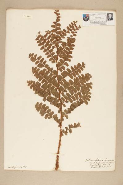 NHM_HH_41.45-2010 image NHM_HH_41.45-2010