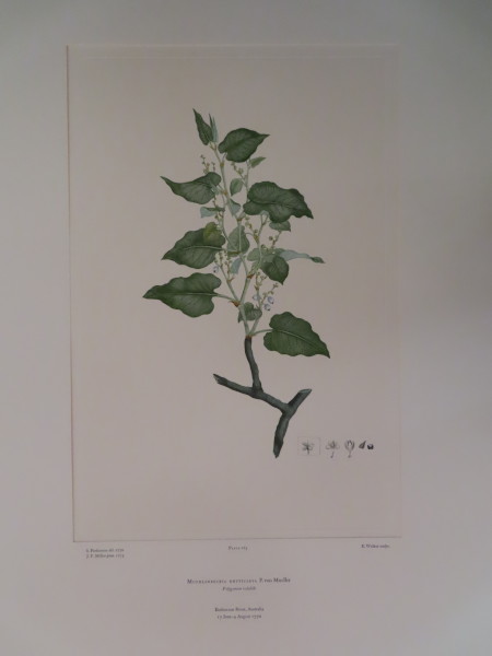 FDA-E.2916_12_21-2016-A image FDA-E.2916_12_21-2016-A