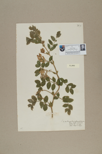 NHM_HH_15.2-2010 image NHM_HH_15.2-2010