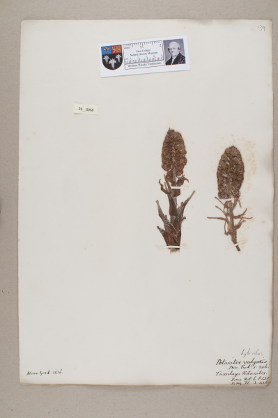 NHM_HH_29.68-2010 image NHM_HH_29.68-2010