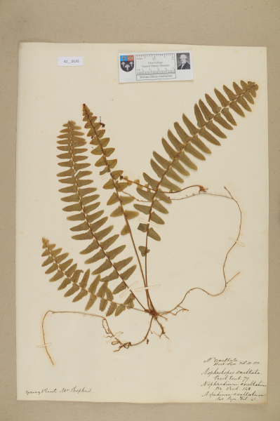 NHM_HH_42.135-2010 image NHM_HH_42.135-2010