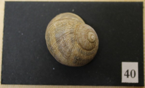 NHM-FT.40-2016 image NHM-FT.40-2016