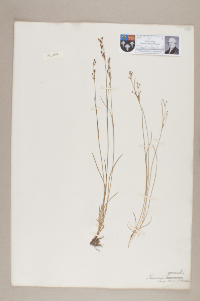 NHM_HH_31.19-2010 image NHM_HH_31.19-2010