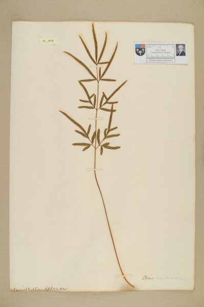 image NHM_HH_42.78-2010