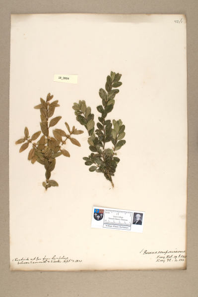 NHM_HH_18.4-2010 image NHM_HH_18.4-2010