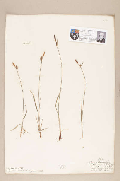 NHM_HH_33.33-2010 image NHM_HH_33.33-2010