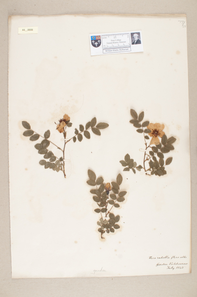 NHM_HH_44.8-2010 image NHM_HH_44.8-2010