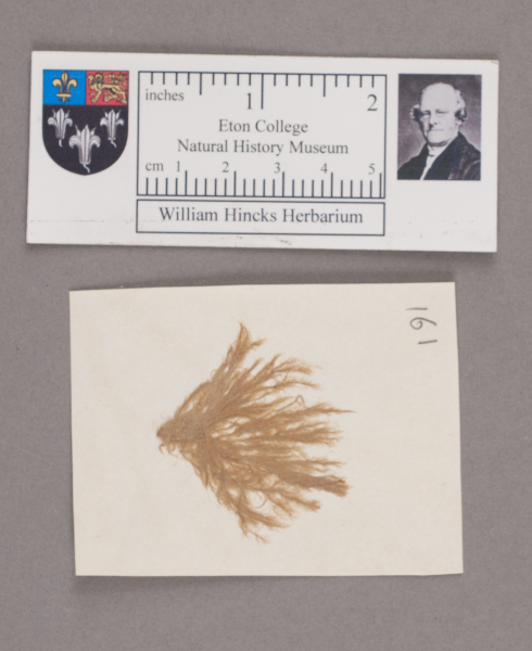 NHM_HH_1.161-2010 image NHM_HH_1.161-2010