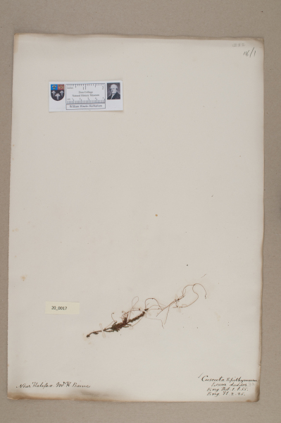 NHM_HH_20.17-2010 image NHM_HH_20.17-2010