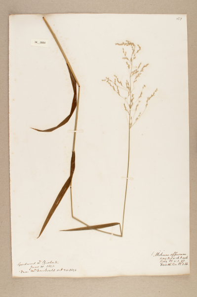 NHM_HH_34.4-2010 image NHM_HH_34.4-2010