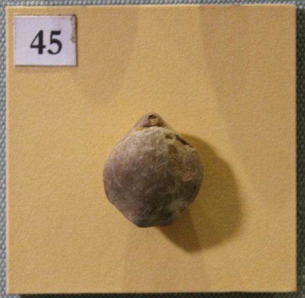 NHM.506-2017 image NHM.506-2017