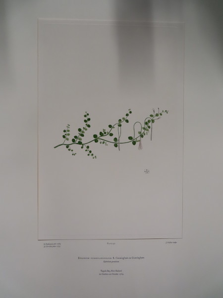 image FDA-E.2916_22_8-2016-A