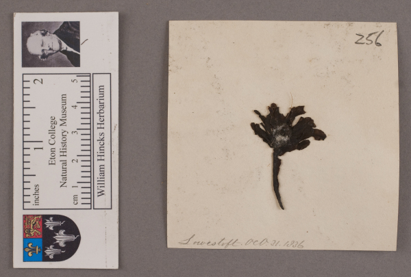 NHM_HH_1.256-2010 image NHM_HH_1.256-2010