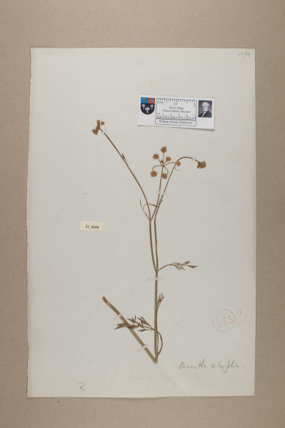 NHM_HH_21.49-2010 image NHM_HH_21.49-2010