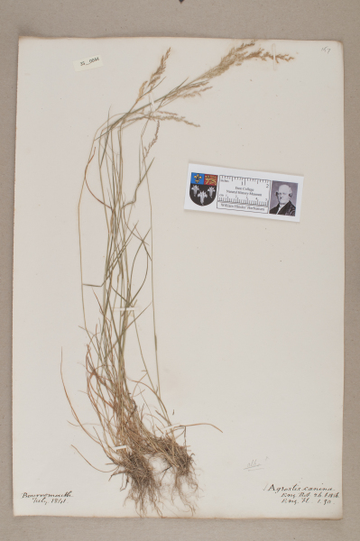 NHM_HH_35.44-2010 image NHM_HH_35.44-2010