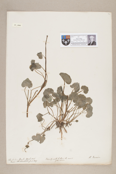 NHM_HH_7.49-2010 image NHM_HH_7.49-2010