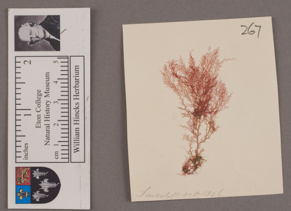 NHM_HH_1.267-2010 image NHM_HH_1.267-2010