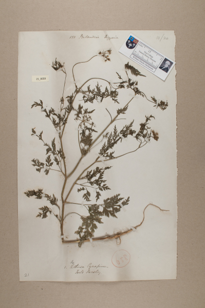 NHM_HH_21.59-2010 image NHM_HH_21.59-2010