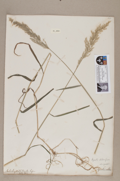 image NHM_HH_35.54-2010