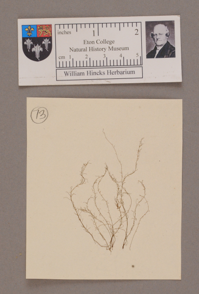 NHM_HH_1.73-2010 image NHM_HH_1.73-2010