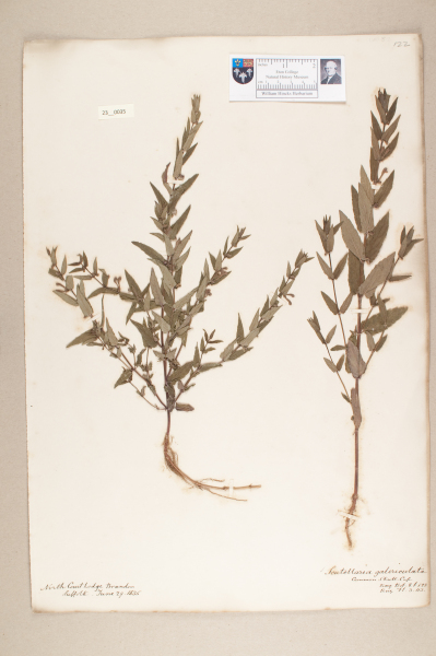 NHM_HH_23.35-2010 image NHM_HH_23.35-2010