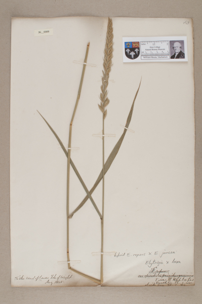 NHM_HH_36.9-2010 image NHM_HH_36.9-2010