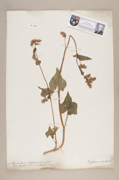 NHM_HH_8.59-2010 image NHM_HH_8.59-2010