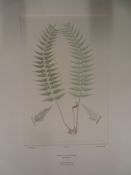 image FDA-E.2916_27_15-2016