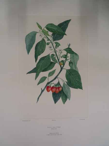 image FDA-E.2916_30_8-2016-A