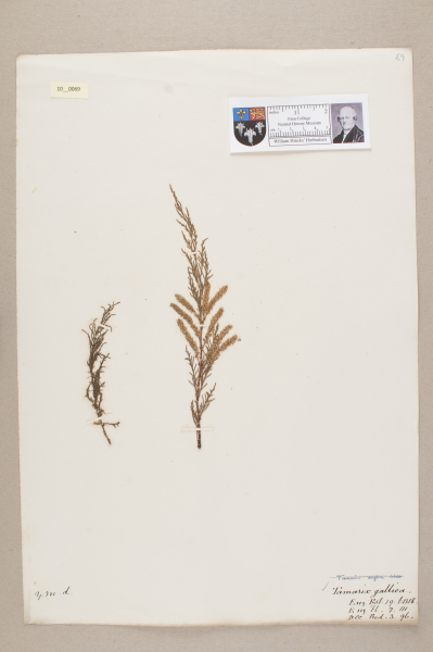 image NHM_HH_10.69-2010