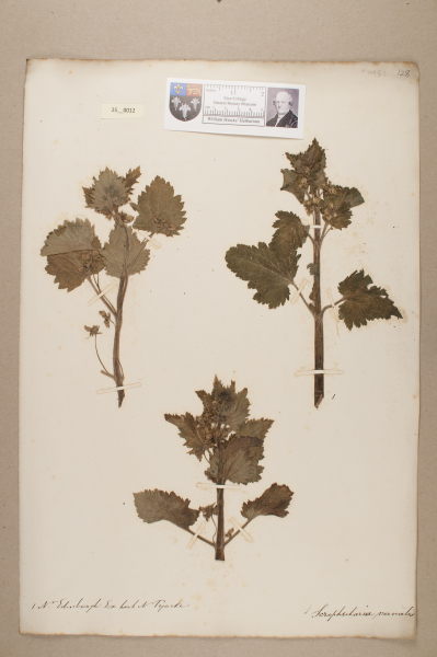 NHM_HH_25.12-2010 image NHM_HH_25.12-2010