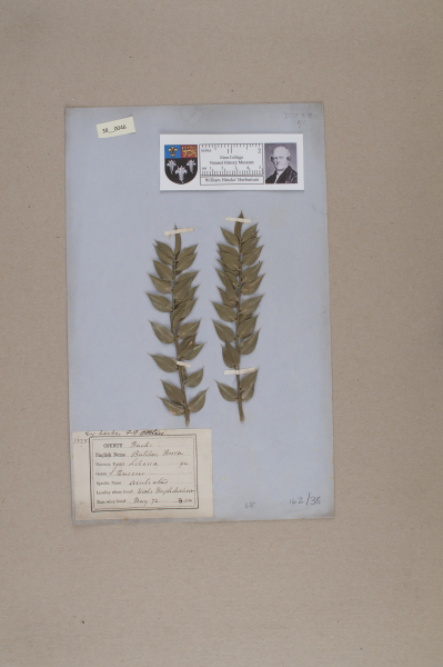 NHM_HH_38.46-2010 image NHM_HH_38.46-2010