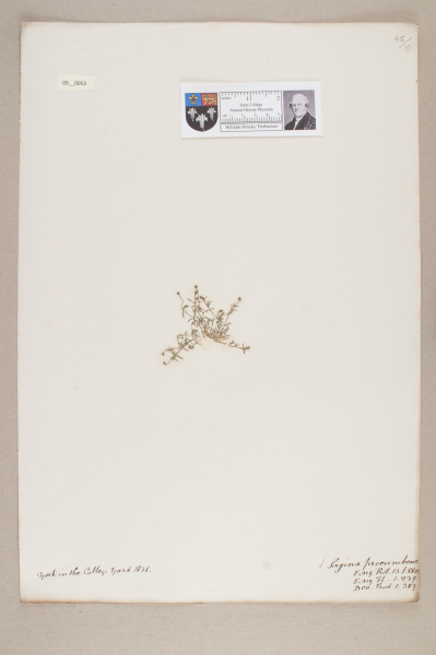 NHM_HH_9.53-2010 image NHM_HH_9.53-2010