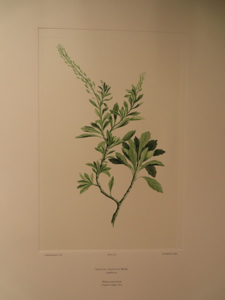 FDA-E.2916_28_4-2016 image FDA-E.2916_28_4-2016