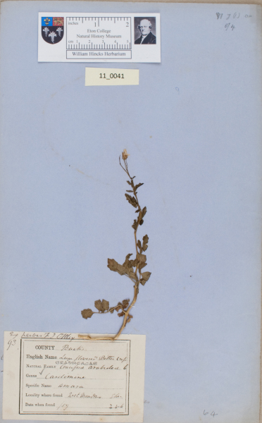 NHM_HH_11.41-2010 image NHM_HH_11.41-2010