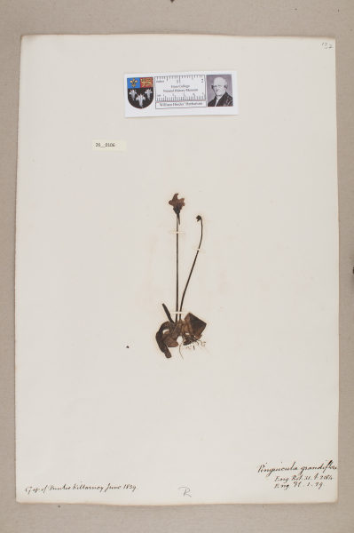 NHM_HH_26.106-2010 image NHM_HH_26.106-2010