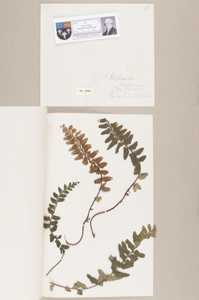 NHM_HH_4.80-2010 image NHM_HH_4.80-2010