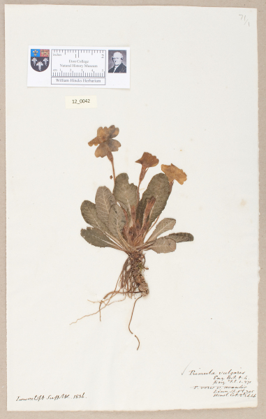 NHM_HH_12.42-2010 image NHM_HH_12.42-2010